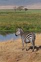 126 Tanzania, Ngorongoro Krater, zebra